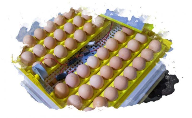 ТОП-7 лучших инкубаторов для яиц: какой выбрать, виды, плюсы и минусы, отзывы