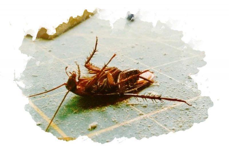 как избавится от тараканов в доме