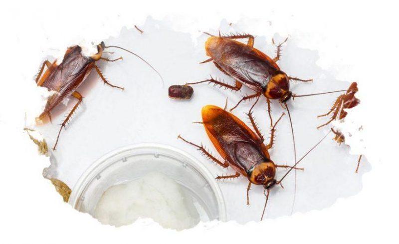 ТОП-7 лучших средств от тараканов: какое выбрать, народные методы, отзывы