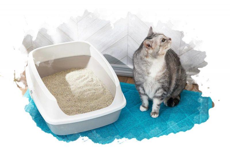 ТОП-7 лучших наполнителей для кошачьих туалетов: виды, плюсы и минусы, отзывы