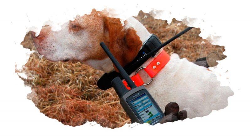 ТОП-7 лучших GPS ошейников для собак и кошек: как выбрать, плюсы и минусы, отзывы
