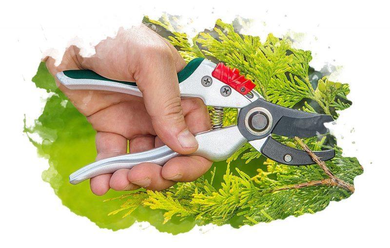 использование ножниц для сада
