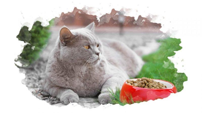 ТОП-7 лучших холистик кормов для кошек: рейтинг сухих и влажных, отзывы
