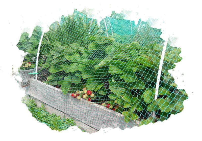 7 необычных способов использования садовой сетки