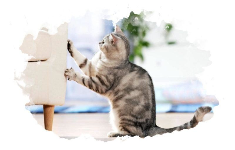7 простых способов защитить мебель от кошачьих когтей