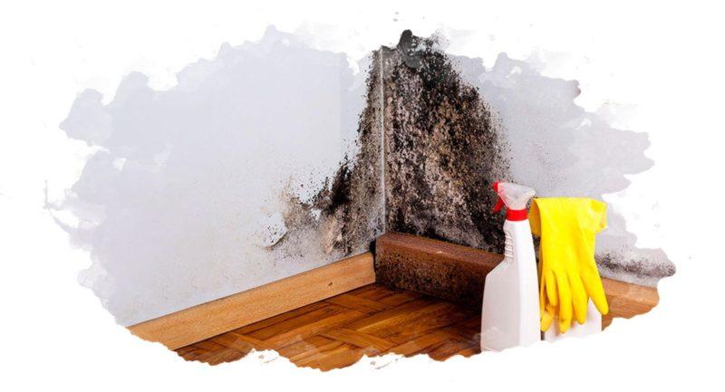 Черная плесень в квартире: причины, инструкция по избавлению