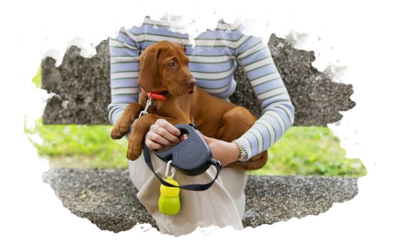 ТОП-7 лучших поводков-рулеток для собак: характеристики, плюсы и минусы